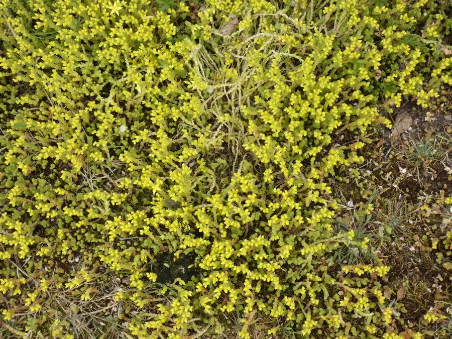 Biting Stonecrop