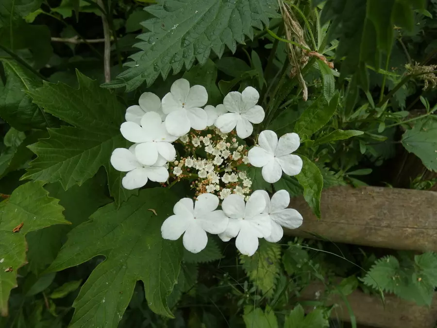 Guelder Rose