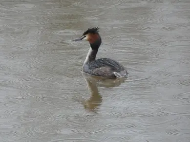 Great Crested Grebe