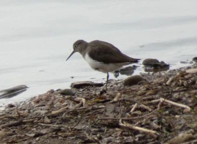 Green Sandpiper