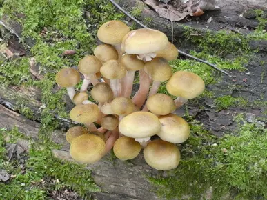 Honey Fungus