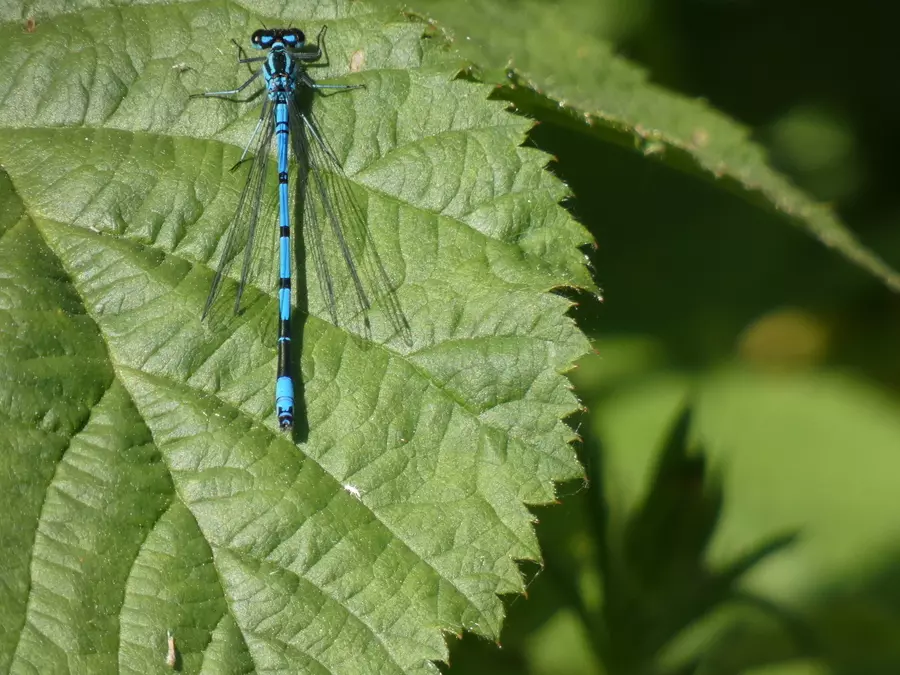 Damselfly