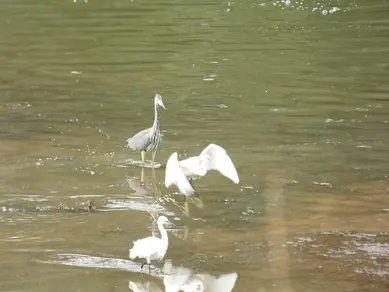 Heron and Egret