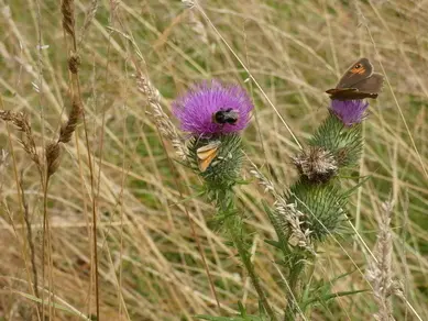 Bee and Butterflies