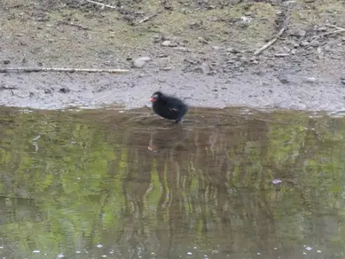 Moorhen Chick