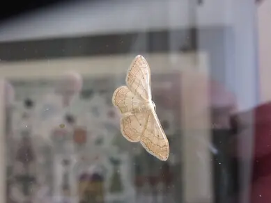 Moth