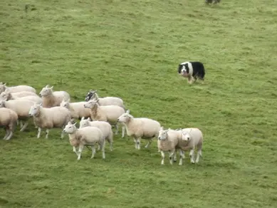 Sheep Dog