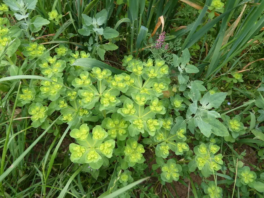 Sun Spurge