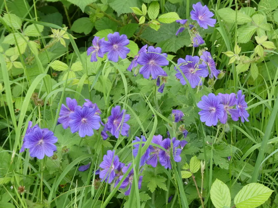 Bloody Cranesbill