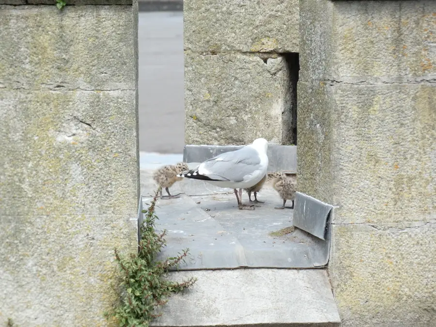 Gull Chicks