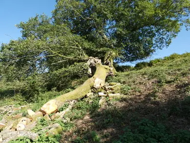 Broken Oak