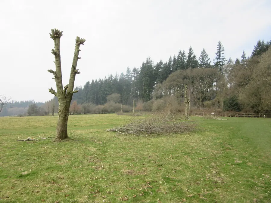 Pruned Trees