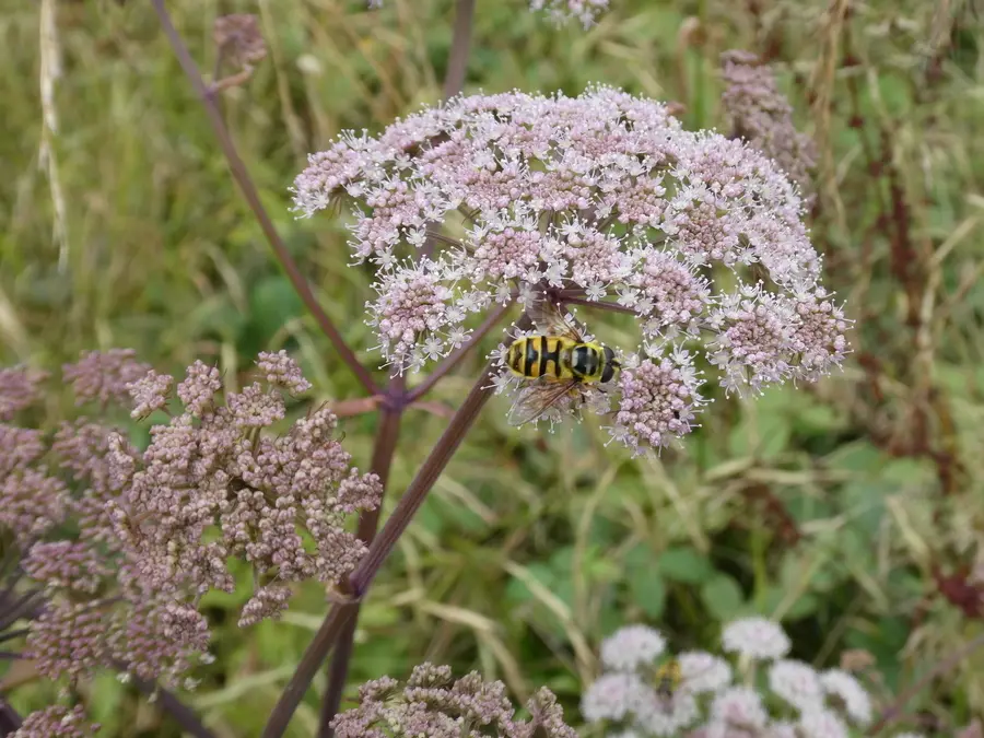 Batman Hoverfly
