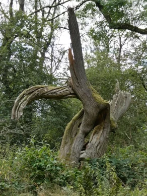 Dead Tree