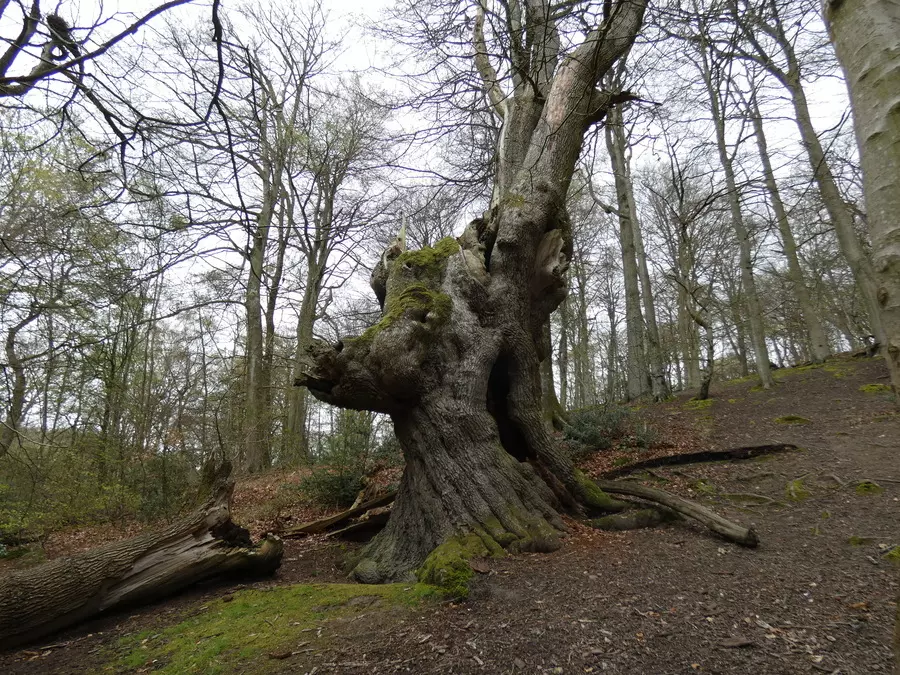 Old Beech