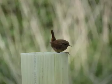 Wren