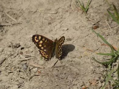 Speckled Wood