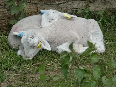 Lambs