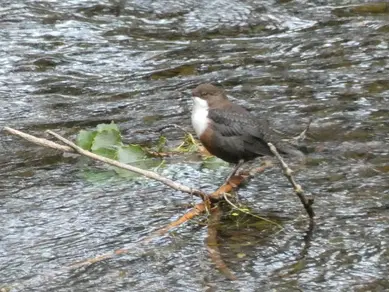 Dipper