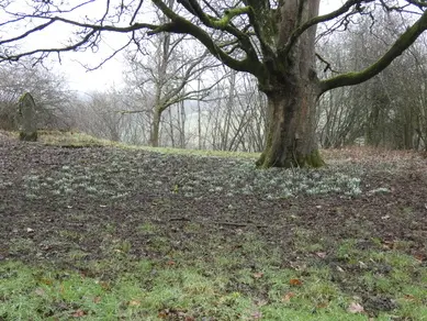 Snowdrops