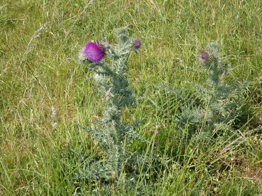 Woolly Thistle