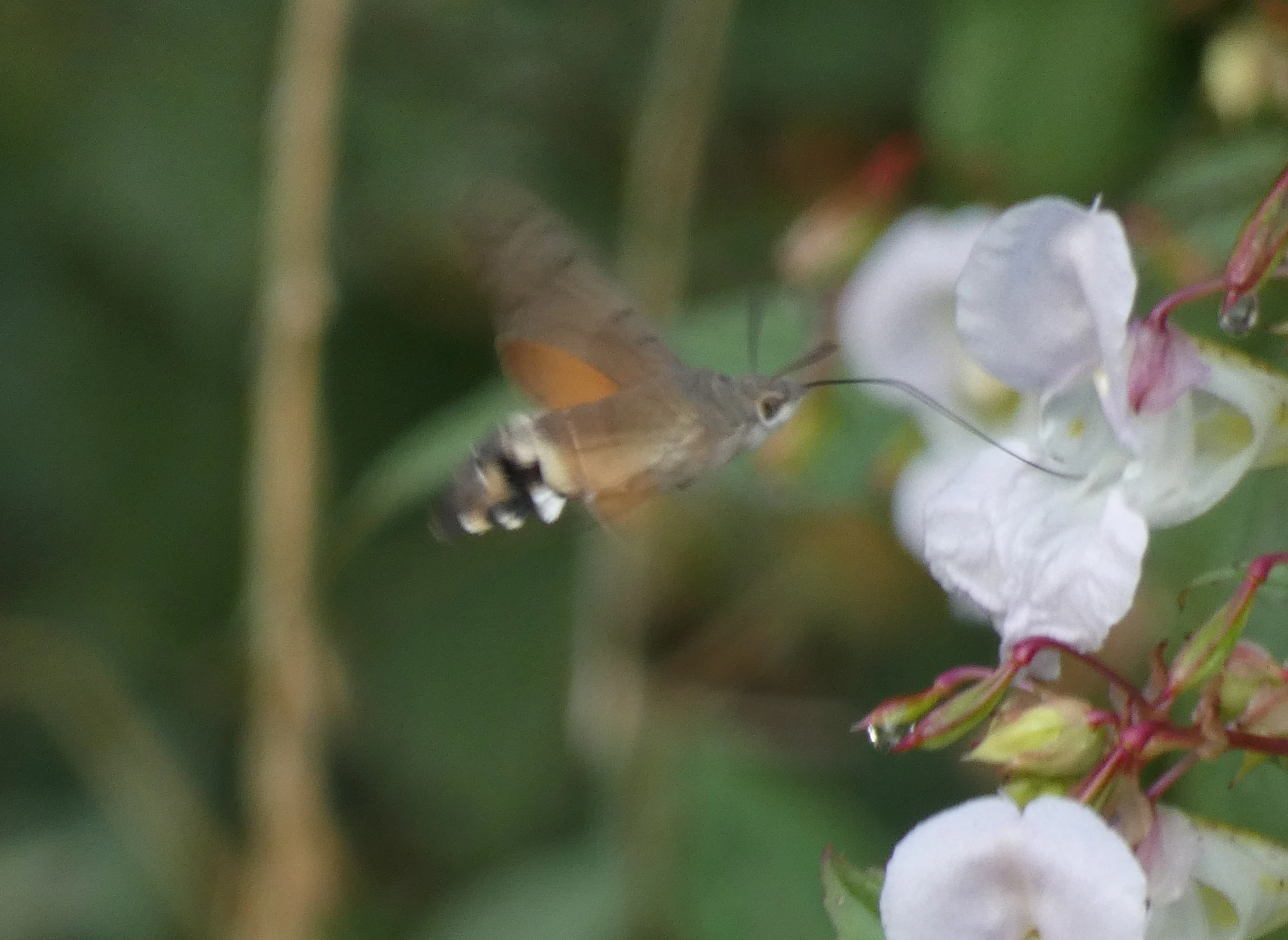 Hummingbird Hawkmoth