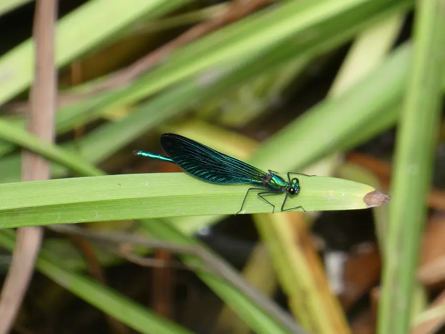 Beautiful Demoiselle