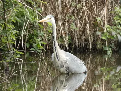 Heron