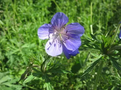 Meadow Cranesbill