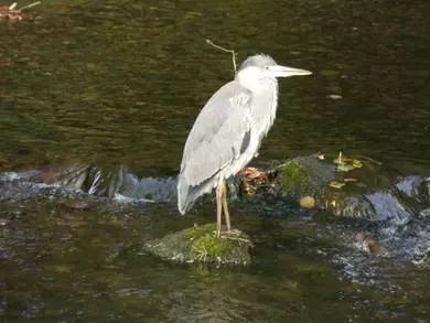 Grey Heron