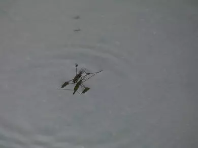 Common Pond Skater