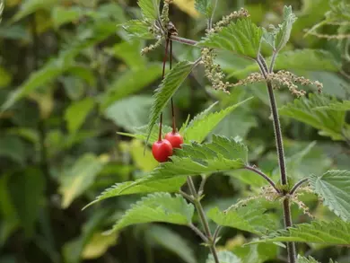 Cherries