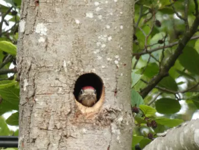 Woodpecker