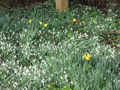 Snowdrops & Daffodils