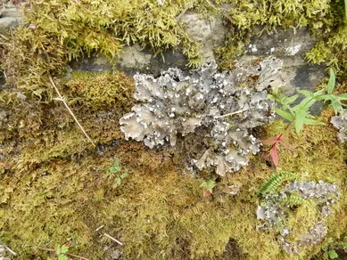 Lichen