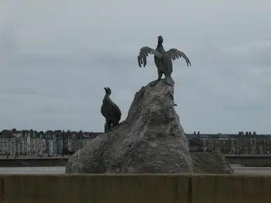 Cormorants