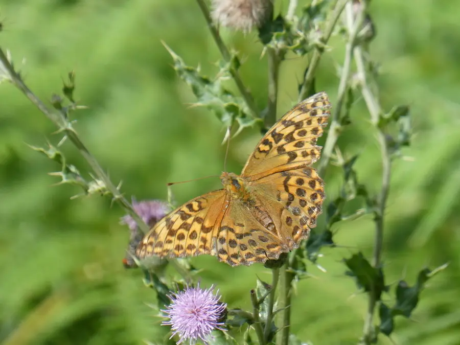 Fritillary