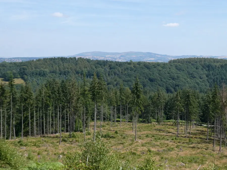 Felled Woodland