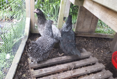 New Hens