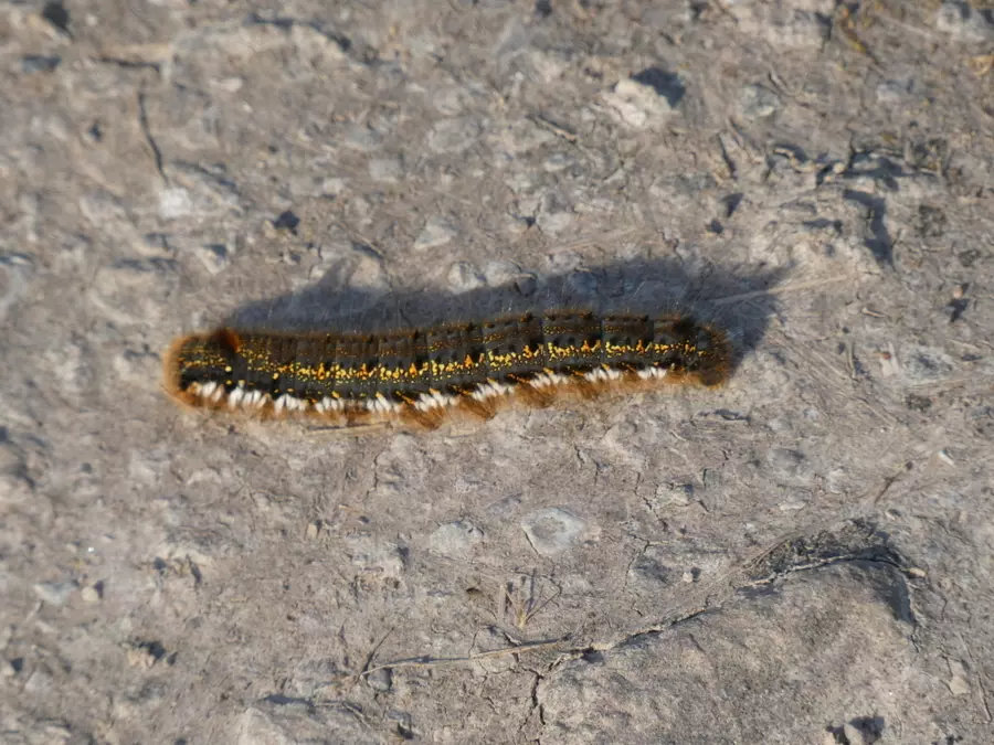 Caterpillar