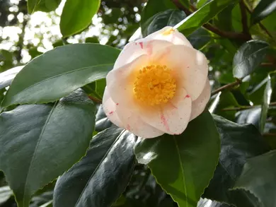 Camellia