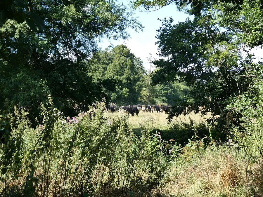 Cows
