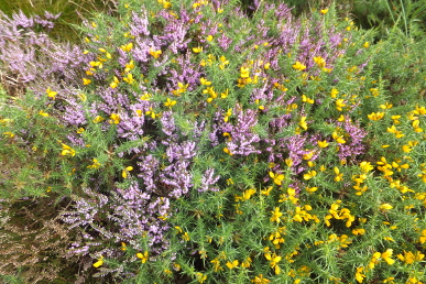 Heather and Gorse