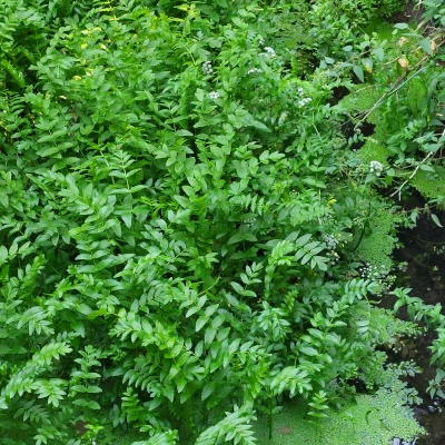 Umbellifer