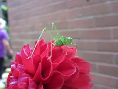 Speckled Bush Cricket