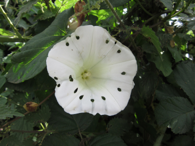 Spotted Bindweed