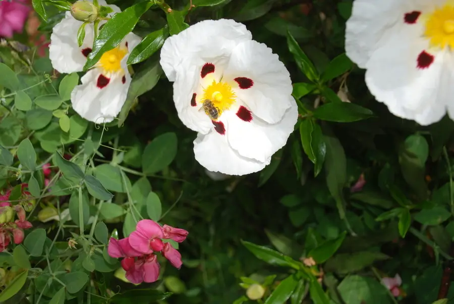 Rock Rose