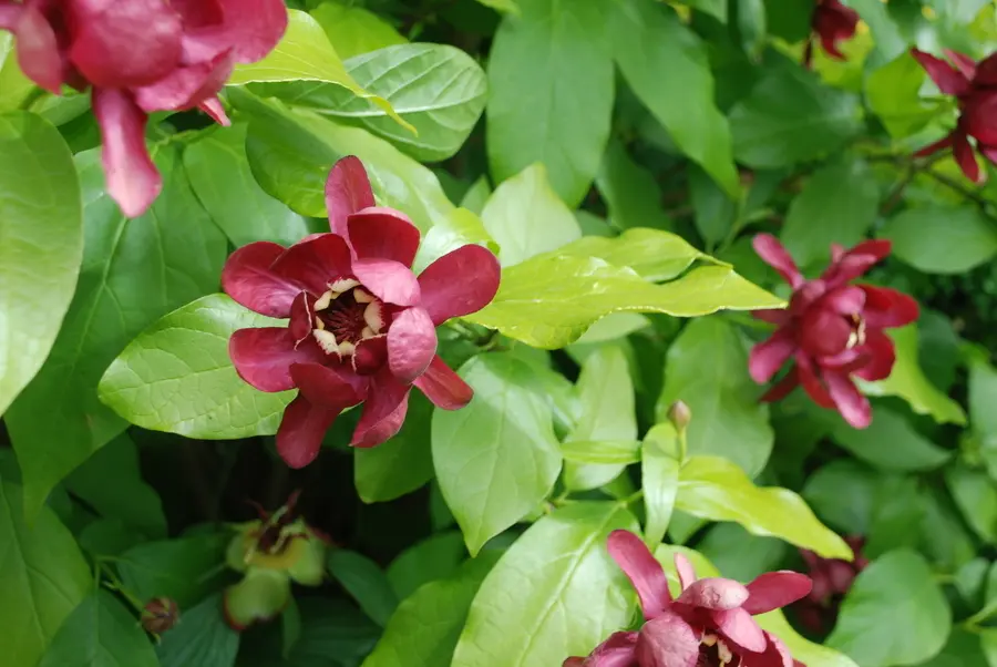 Carolina Allspice