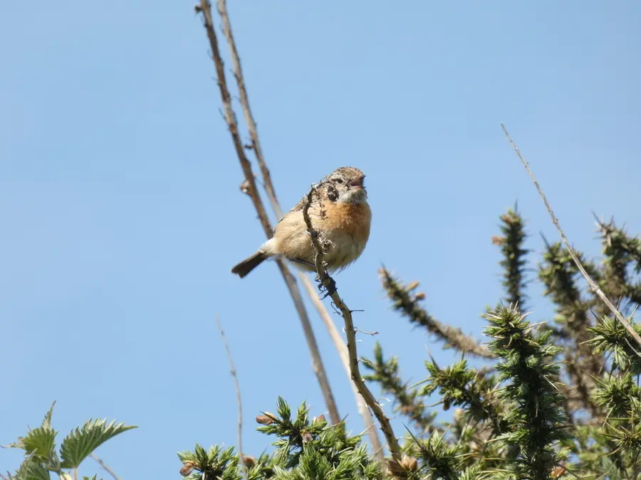 Stonechat
