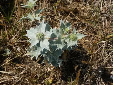 Sea Holly